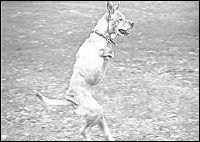 Photograph from page 25 of Goppa Vujjeeva Satyaala Neethi Kathalu గొప్ప ఉజ్జీవ సత్యాల నీతి కథలు